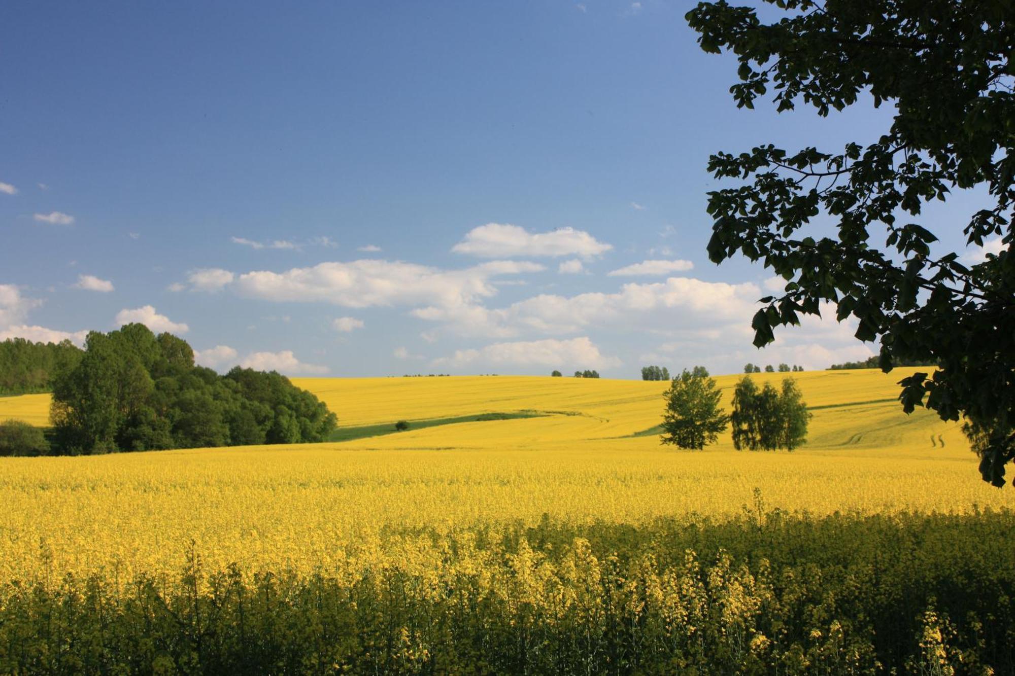 Fewo Am Geyersberg Oberschöna Exteriör bild